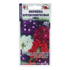 Verbena flowers 