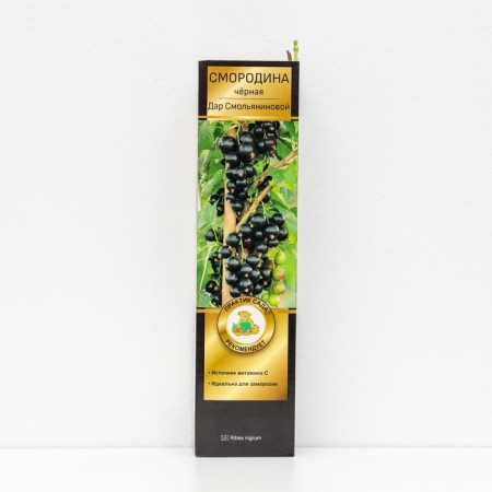 Currant Black Prospective varieties "Gift Smolyaninova", 1 pc, tube, spring 2025