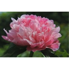 PION Milk -flowered Office Mutabilis captivity, pot C3, 1 pc, Summer 2024