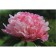 PION Milk -flowered Office Mutabilis captivity, pot C3, 1 pc, Summer 2024
