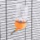 Drill for rodents, 250 ml, fastening-spring, orange