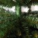 Artificial Christmas tree "Crimean" 150 cm
