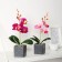 The composition in the pot "Orchid" 6x23 cm, mix