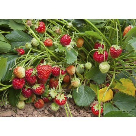 Strawberry Garden Hink, P9 Pot, 1 pc, summer 2024