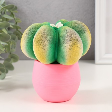 Growing gift Eco -Zhizhivchik "Cactus Astrophytum" ​​Pink-1