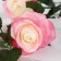 Artificial flowers "Rosa Zhanna" 10x61 cm, white-pink
