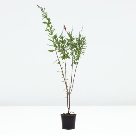 Billard spirea, pot C2, 1 pc, summer 2024-1