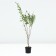 Billard spirea, pot C2, 1 pc, summer 2024
