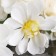 Artificial flowers "Royal Georgin" 9x65 cm, white