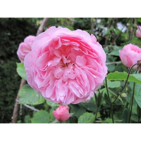 Seedling rose English Park "Major of Castria", tube, 1 pc, spring 2025