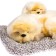 Toy on a car panel, dogs on a pillow, beige color