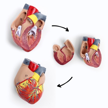 Match "Human breasts" collapsible 27*20*11cm-11