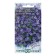 Campbell Obrid Flowers, large -flowered, 0.05 g