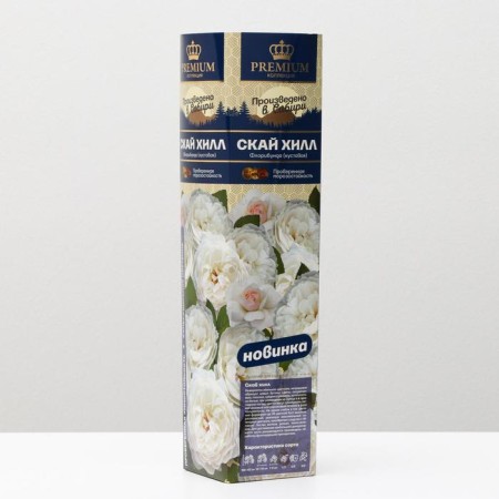 Sahenian Rosa Sky Hill Spring 2024, 1 pc.
