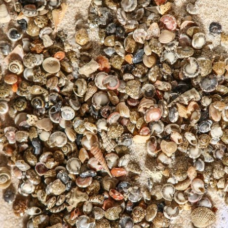 Set of shells Umbonium Vesterium, 100 g-1