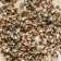 Set of shells Umbonium Vesterium, 100 g