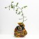 Seedling rose Abraham Derby, English, pot 2 l., Summer 2024