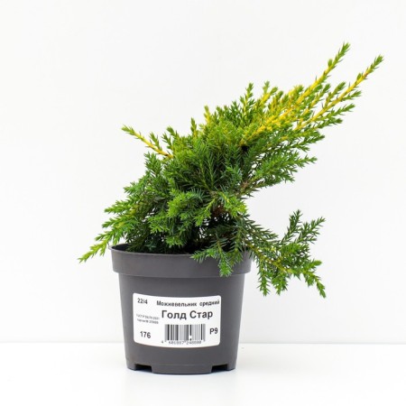 Juniper Middle "Gold Star", P9, 1pc, h 3-20 cm, summer 2024-1
