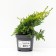 Juniper Middle "Gold Star", P9, 1pc, h 3-20 cm, summer 2024