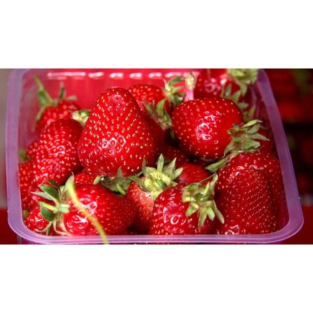 Strawberries of Frigi Alexander (aleksandra) a (9-15 mm), p9 pot