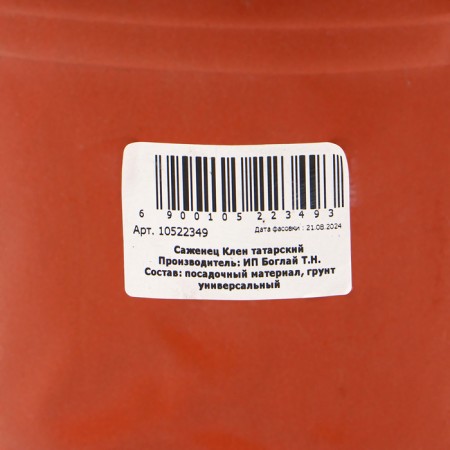 Tatar maple "Ginnala", a pot C3.5, autumn 2024-2