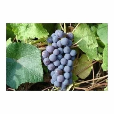 Grape seedling "Levokumsky", 1 pc, spring 2024
