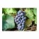 Grape seedling "Levokumsky", 1 pc, spring 2024