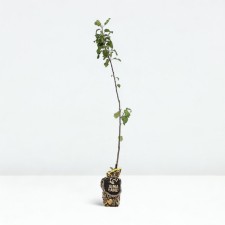 Seedling apple tree with a standard knight, a winter variety, a pot 2l., Summer 2024