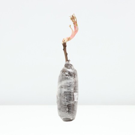 PION tree (vaccinated on grassy) "song of rain", 1 pc, tube, spring 2025-2