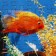 Puzzle series Fantasy "Fish", 54 details, size - 28 × 18.5 cm