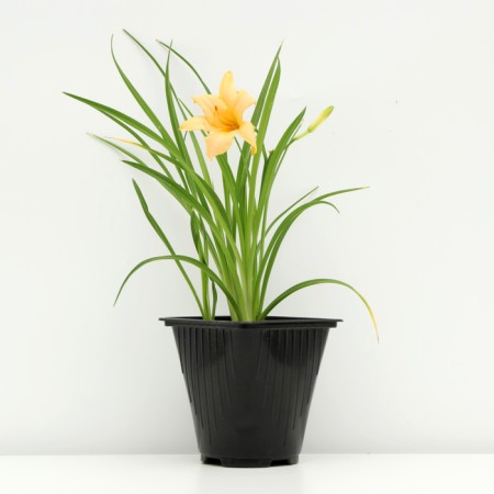 Lileynik hybrid "Children Festival", pot C3, 1 pc, spring 2024-1