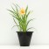 Lileynik hybrid "Children Festival", pot C3, 1 pc, spring 2024
