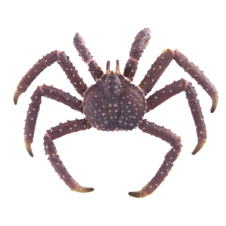 Figure "Kamchatka crab"-1