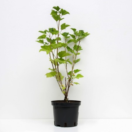 Honeysuckle edible Volkhov, C2 pot, H20-40 Height, 1 pc, summer 2024-1