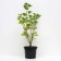 Honeysuckle edible Volkhov, C2 pot, H20-40 Height, 1 pc, summer 2024