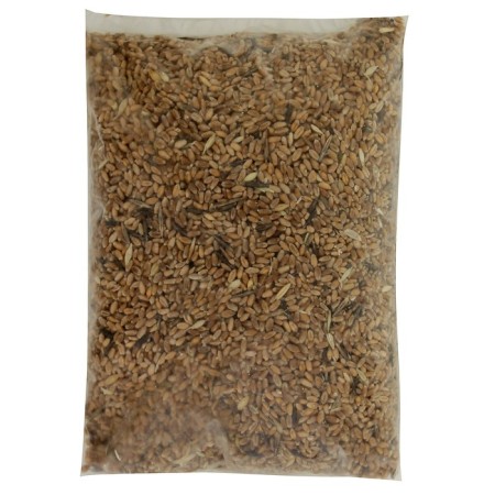 Wheat Seeds "Possesses", 1 kg-1