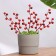 Set of plugs "Berries" 15 pcs, red, 33x10x2cm