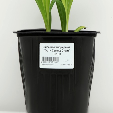 Lileynik hybrid "Foti STRITS", pot C2, 1 pc, Spring 2024-3