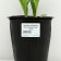 Lileynik hybrid "Foti STRITS", pot C2, 1 pc, Spring 2024
