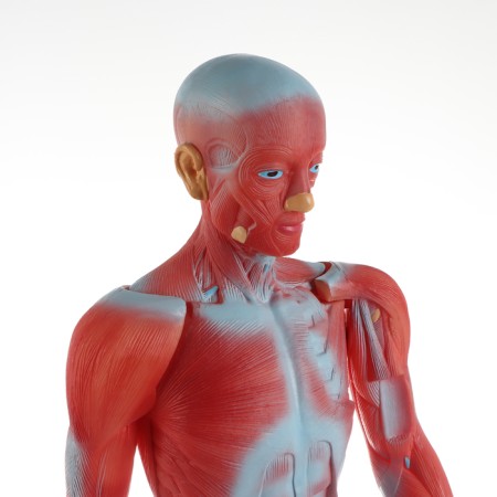 Matcage "Human Body", 82cm-3