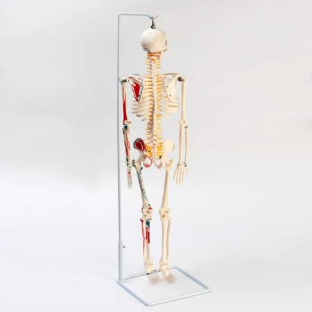 Model "Human Skeleton" 85cm-2