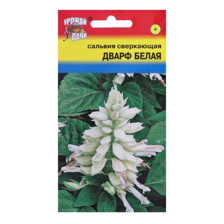 Salvia flowers "dwarf", white, 0.03g