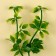 A branch of greens, size 1 pc. 13*4*4cm, set of 3 pcs.