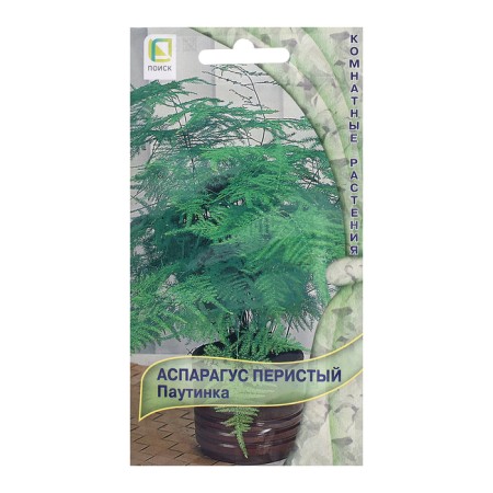 Seeds of flowers asparagus cirrus "Web", 5pcs.