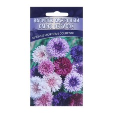 Flowers of Vasilek Frequger 