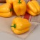 Flood "pepper" yellow