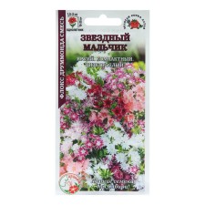 Flowers Flox 