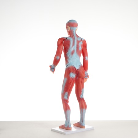 Matcage "Human Body", 82cm-2