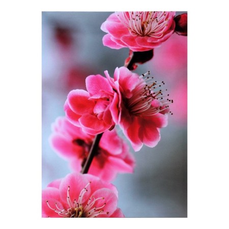 Picture on the canvas "Sakura" 50*70 cm