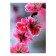 Picture on the canvas "Sakura" 50*70 cm